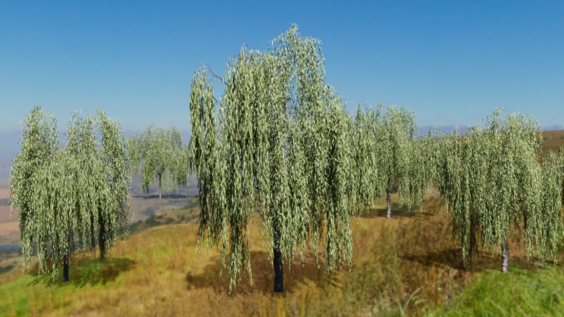 /data/product/53_salix Tree/2.jpg